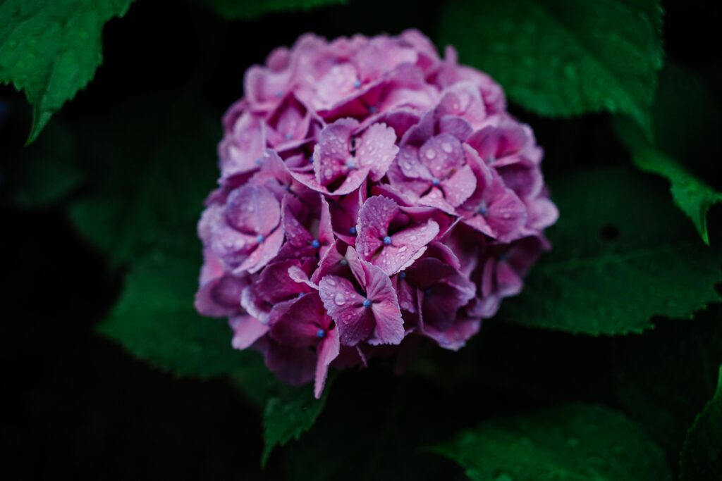 Sample image from the Sony 40mm f/2.5 G lens demonstrating the better minimum focusing distance vs the Sony Zeiss 35mm f/2.8 Sonnar lens.