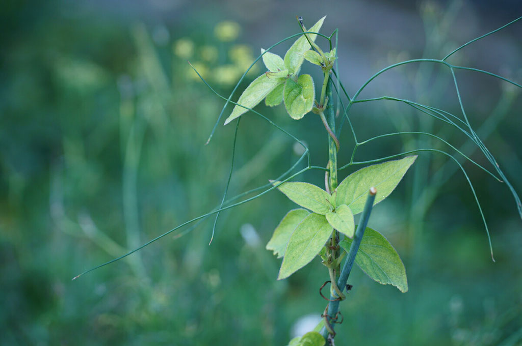 Background blur for Sony 18-105mm f/4 sample