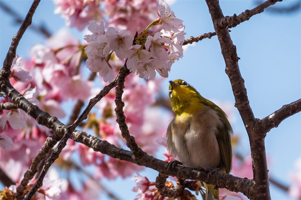 Sample image shot with the Nikon Z DX 50-250mm at 250mm