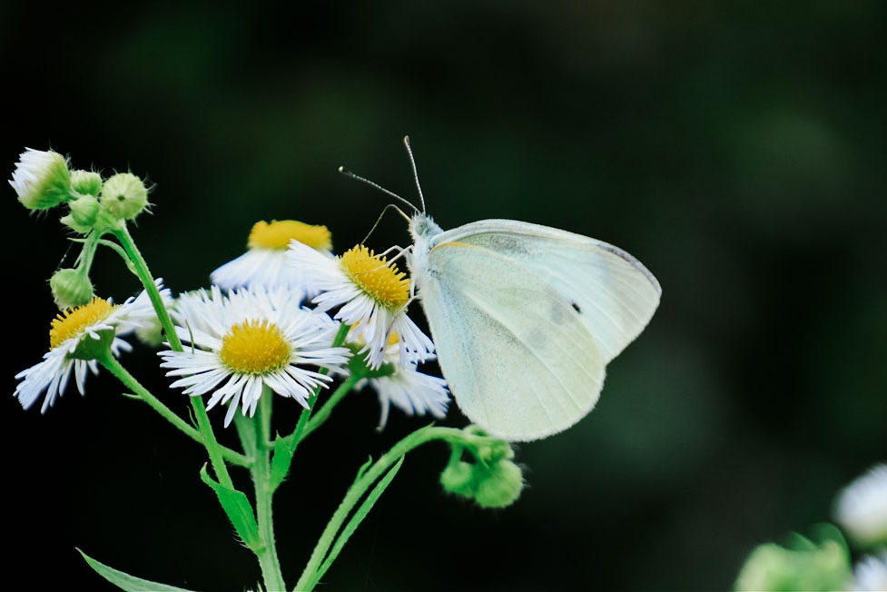 Sigma 16-300mm sample image at 300mm showing quality of background blur and bokeh