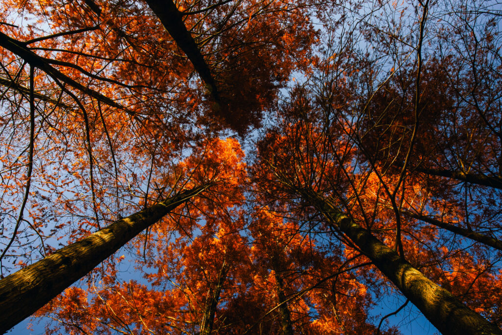 Sample image from the Sigma 16mm f/1.4 shot at f/11