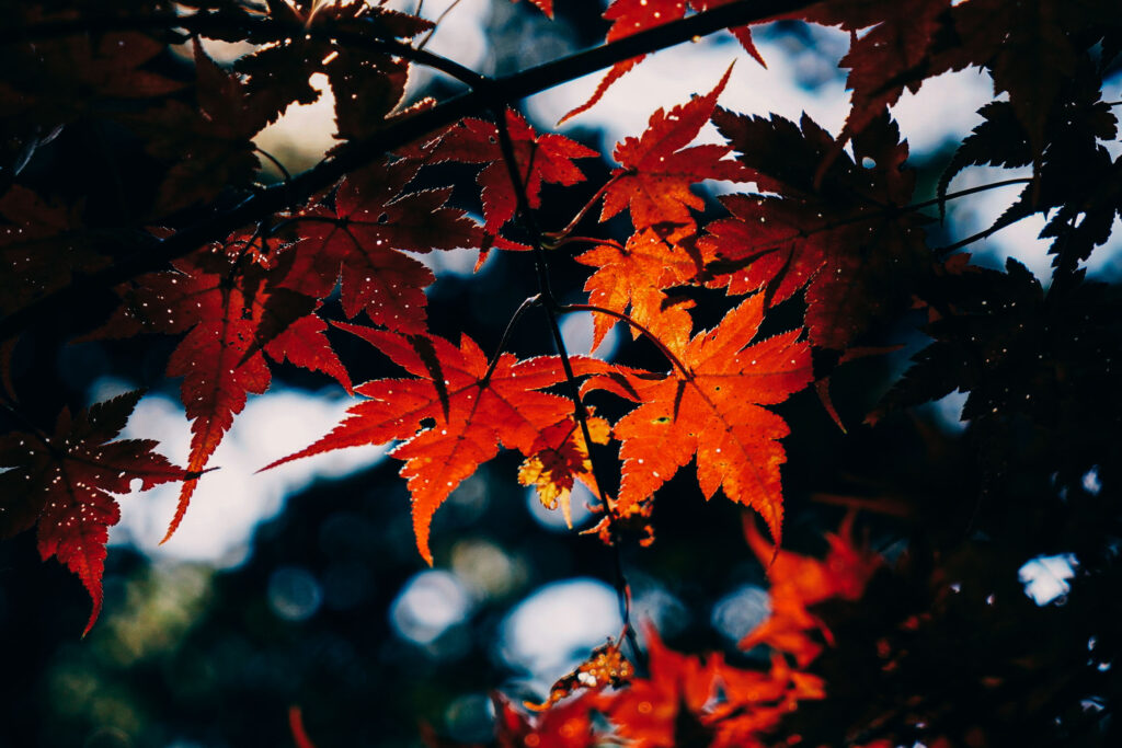 Sample image from the Sigma 18-50mm f/2.8, shot at 50mm and f/2.8