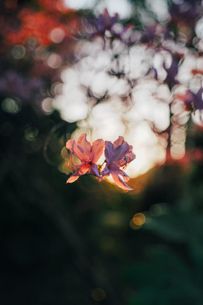 Tamron 20-40mm f/2.8 sample image showing the background blur and bokeh quality at 40mm f/2.8