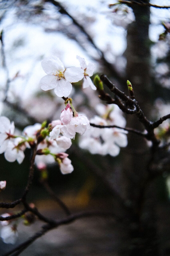 Sample image shot with the Viltrox 25mm f/1.7 Air Lens