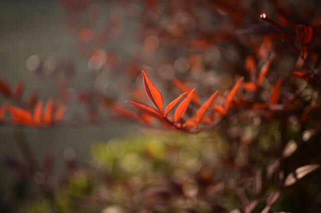 Sample image from the Viltrox 35mm f/1.7 Air